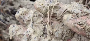 Екологічна катастрофа в Одеській затоці:: розлив олії
Фото: скріншот відео, Роман Русєв / Facebook