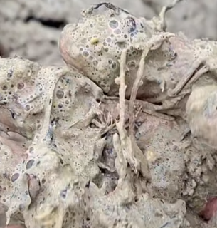 Экологическая катастрофа в Одесском заливе: разлив масла