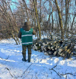 Незаконна вирубка на Прилуччині
