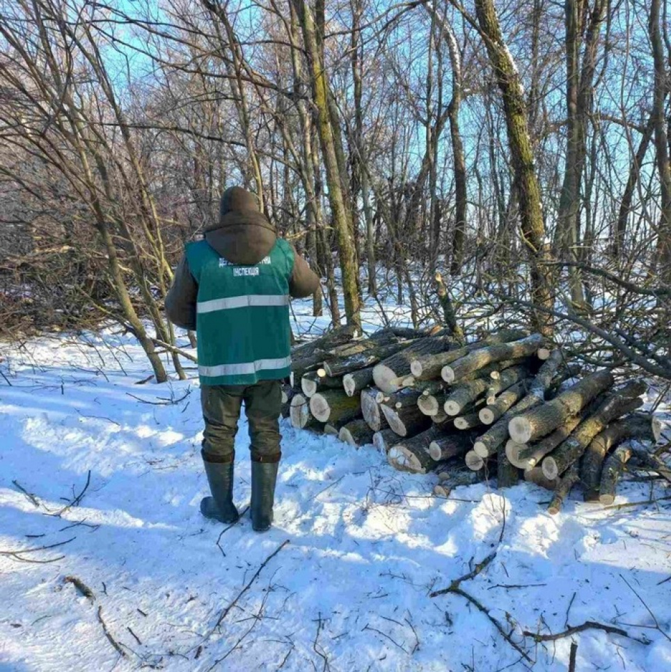 Незаконна вирубка на Прилуччині