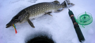 Запрет на ловлю щуки: сроки, штрафы и правила