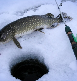 Запрет на ловлю щуки: сроки, штрафы и правила