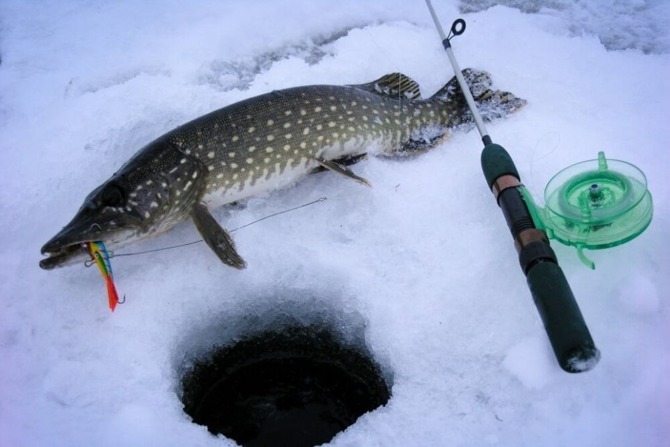 Запрет на ловлю щуки: сроки, штрафы и правила