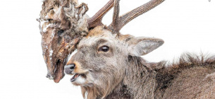 Wildlife Photographer of the Year 2026