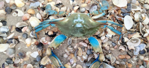 Голубой краб в Тузловских лиманах. Фото: Иван Русев / Facebook