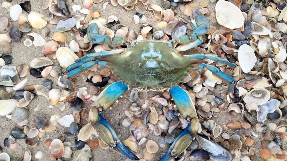 Блакитний краб у Тузлівських лиманах. Фото: Іван Русєв / Facebook