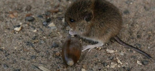 Фото: Pixabay.com