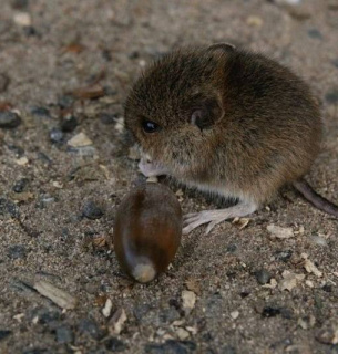 Фото: Pixabay.com