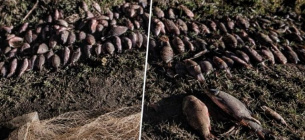 Браконьєрство на каналі Ялпуг