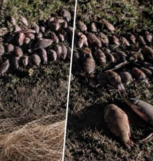 Браконьєрство на каналі Ялпуг