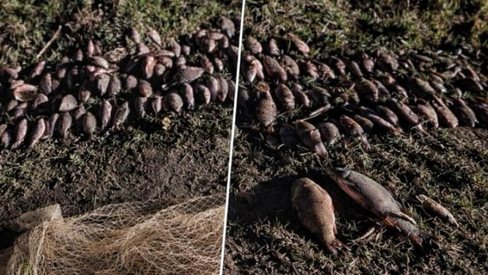 Браконьєрство на каналі Ялпуг