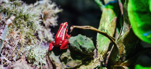 Эпибатидин: что это за яд и как он убивает