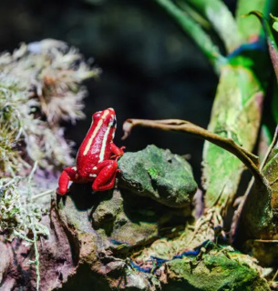 Епібатидин: що це за отрута та як вона вбиває