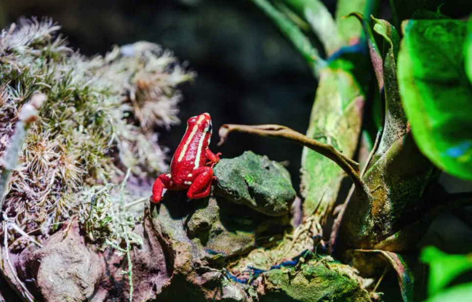 Епібатидин: що це за отрута та як вона вбиває
