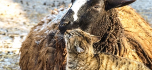 Пара года 2026 в Одесском зоопарке