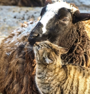 Пара року 2026 в Одеському зоопарку