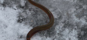 Украинская минога в парке «Припять-Стоход»: почему это важно для экологии. Фото: Ю. Корх