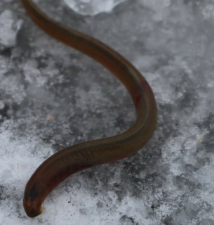 Мінога українська в парку «Прип’ять-Стохід»: чому це важливо для екології. Фото: Ю. Корх