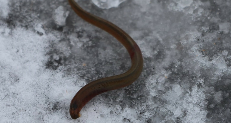 Украинская минога в парке «Припять-Стоход»: почему это важно для экологии. Фото: Ю. Корх