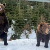 Ведмеді на Синевирі прокинулися 2026: фото та деталі реабілітації