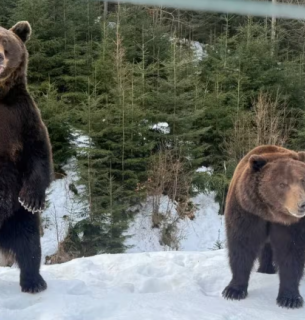 Медведи на Синевире проснулись 2026: фото и детали реабилитации