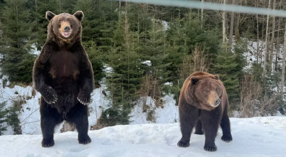Медведи на Синевире проснулись 2026: фото и детали реабилитации