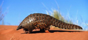 Панголин. Фото из открытых источников