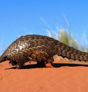 Панголін. Фото з відкритих джерел