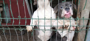 Жорстоке поводження з тваринами в Ізмаїлі: поліція відкрила кримінальну справу