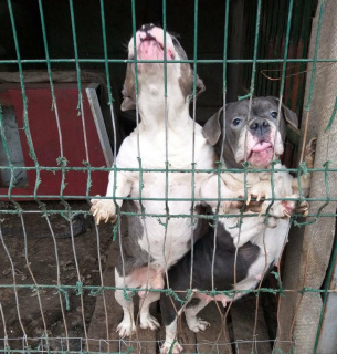 Жорстоке поводження з тваринами в Ізмаїлі: поліція відкрила кримінальну справу