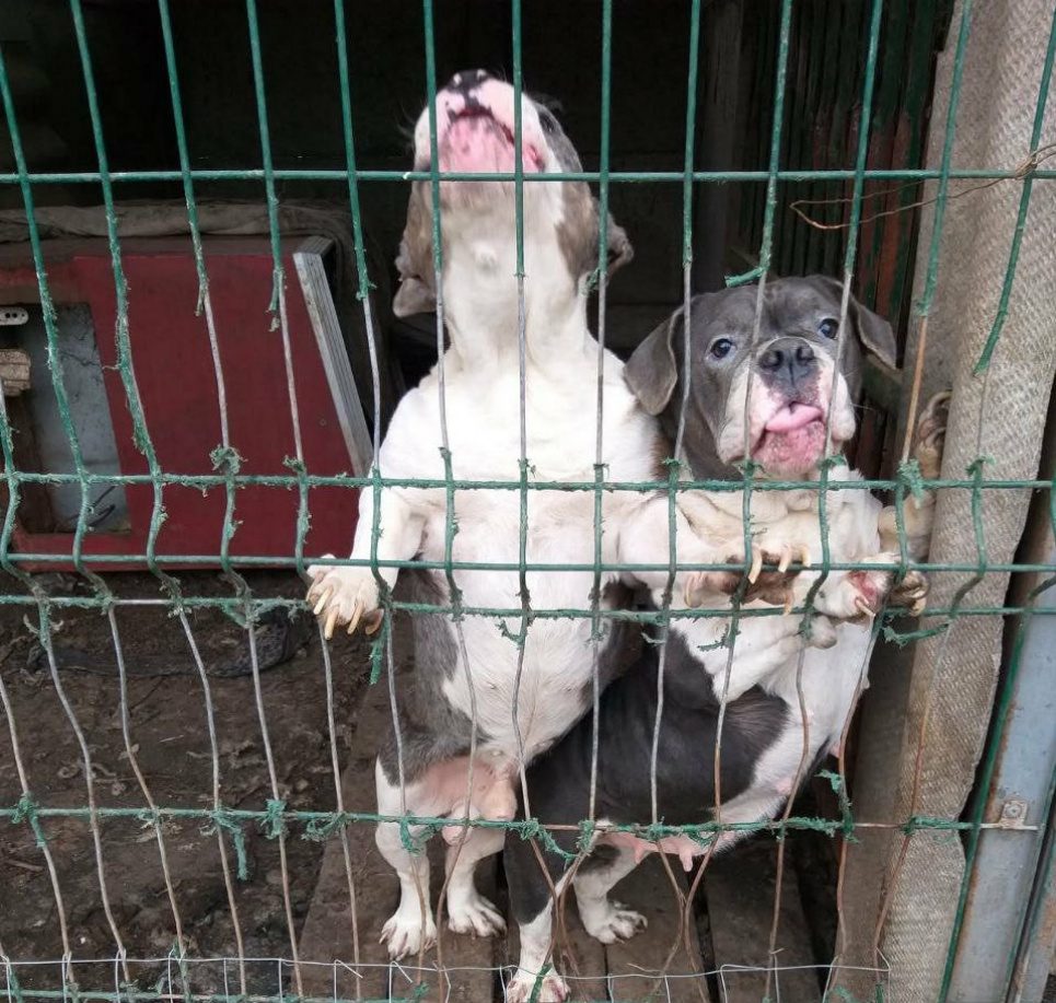 Жорстоке поводження з тваринами в Ізмаїлі: поліція відкрила кримінальну справу