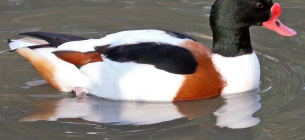 Галагазы в Тузловских лиманах