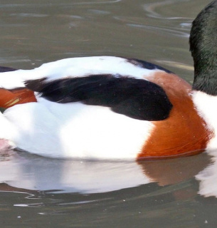 Галагази в Тузлівських лиманах