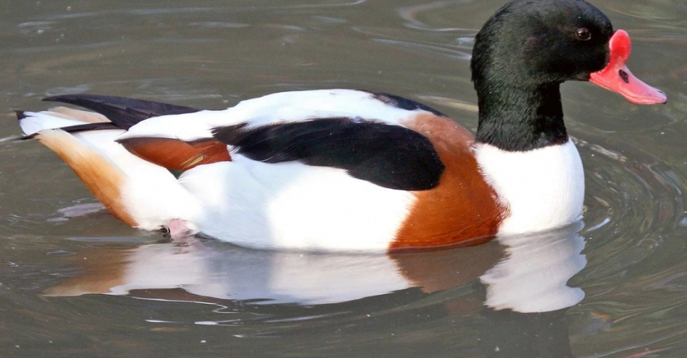 Галагази в Тузлівських лиманах