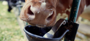 Кооперация вместо героизма: как украинские фермеры преодолевают ценовой кризис 2026 года