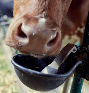 Кооперация вместо героизма: как украинские фермеры преодолевают ценовой кризис 2026 года