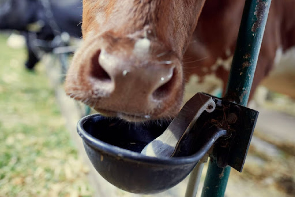 Кооперация вместо героизма: как украинские фермеры преодолевают ценовой кризис 2026 года