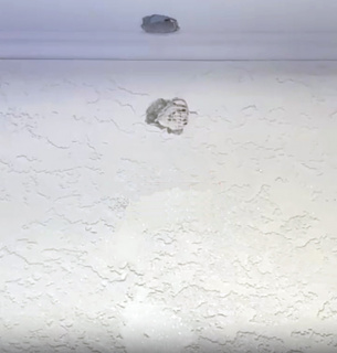 Смертельне влучання кулі ППО у кота в Ізмаїлі