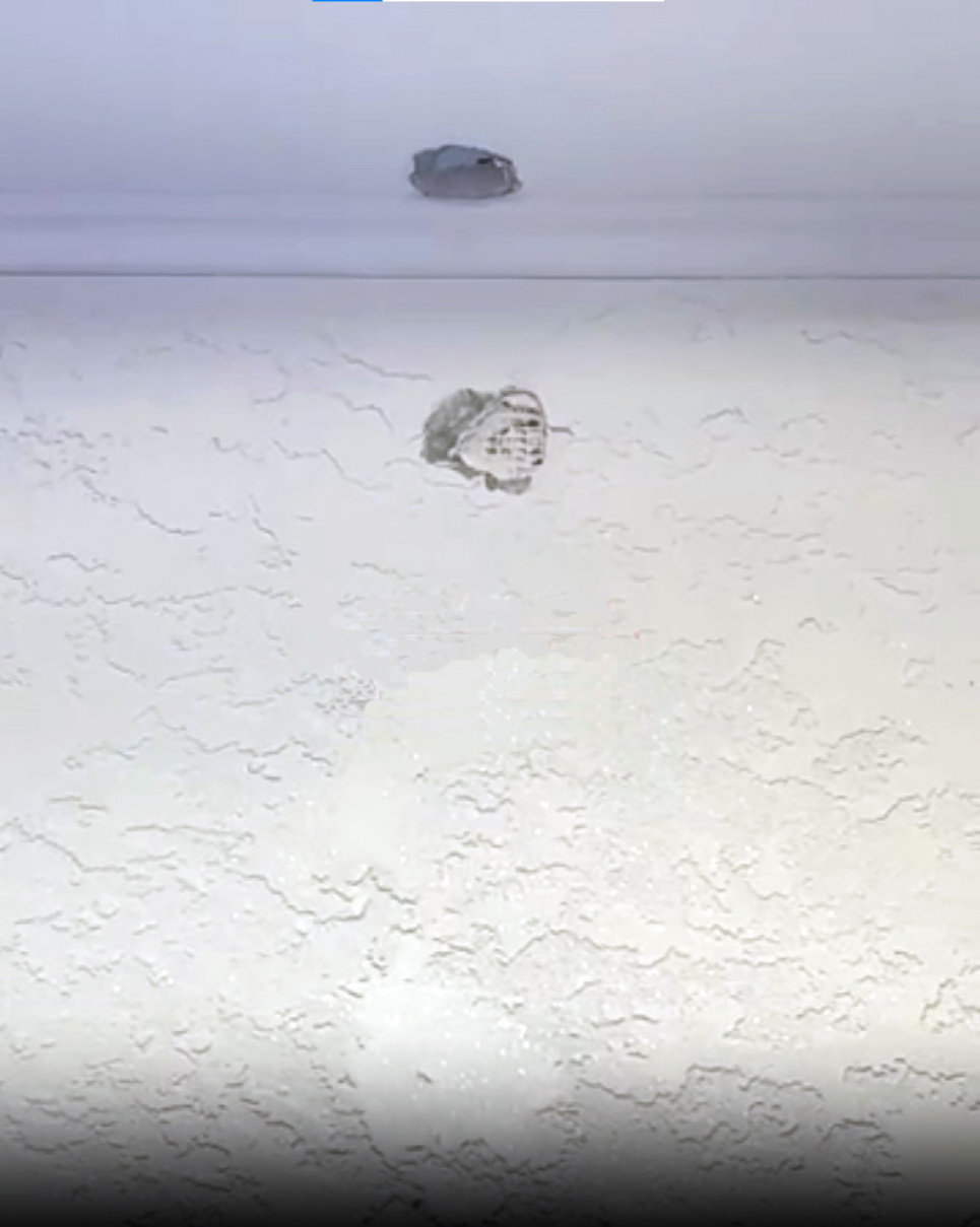 Смертельне влучання кулі ППО у кота в Ізмаїлі