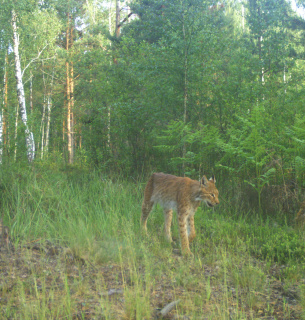 Рись євразійська на території Рівненського природного заповідника. Фото: WWF-Ukraine _ Nature Reserve Rivnenskyi
