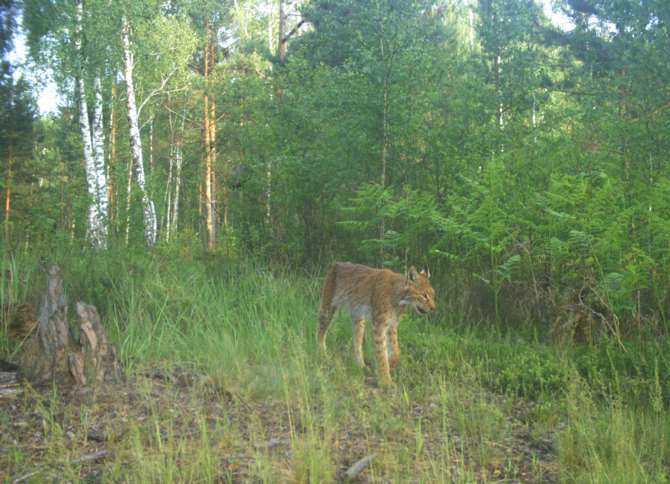 Рись євразійська на території Рівненського природного заповідника. Фото: WWF-Ukraine _ Nature Reserve Rivnenskyi