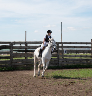 1 березня — Всесвітній день коня (World Horse Day)