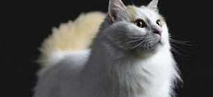 Инновационный подход Pro Plan в уходе за кошками: решение для жизни с аллергией