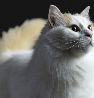 Инновационный подход Pro Plan в уходе за кошками: решение для жизни с аллергией