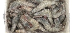 Експорт креветок Еквадору 2025: рекордні прибутки, вигідніше за нафту. Фото: bogatty_com / Instagram