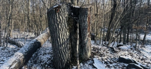 На Волыни будут судить лесничего за незаконную вырубку дубов