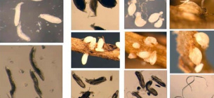 Перший пангеном соєвої нематоди: нові можливості для захисту врожаю. Фото: Esmaeil Miraeiz