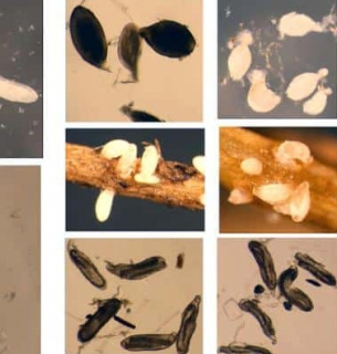 Перший пангеном соєвої нематоди: нові можливості для захисту врожаю. Фото: Esmaeil Miraeiz