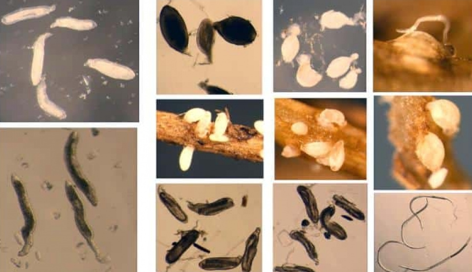 Перший пангеном соєвої нематоди: нові можливості для захисту врожаю. Фото: Esmaeil Miraeiz
