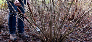 Обрізка смородини та аґрусу весною: правила та техніка